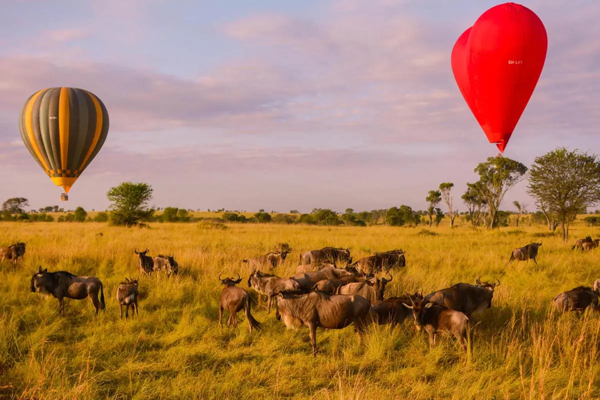 Tanzania safari tours - 1